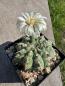 Preview: Gymnocalycium vatteri